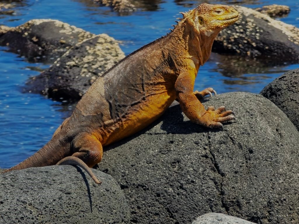 Natur- und Aktivreise Galapagos-Inseln